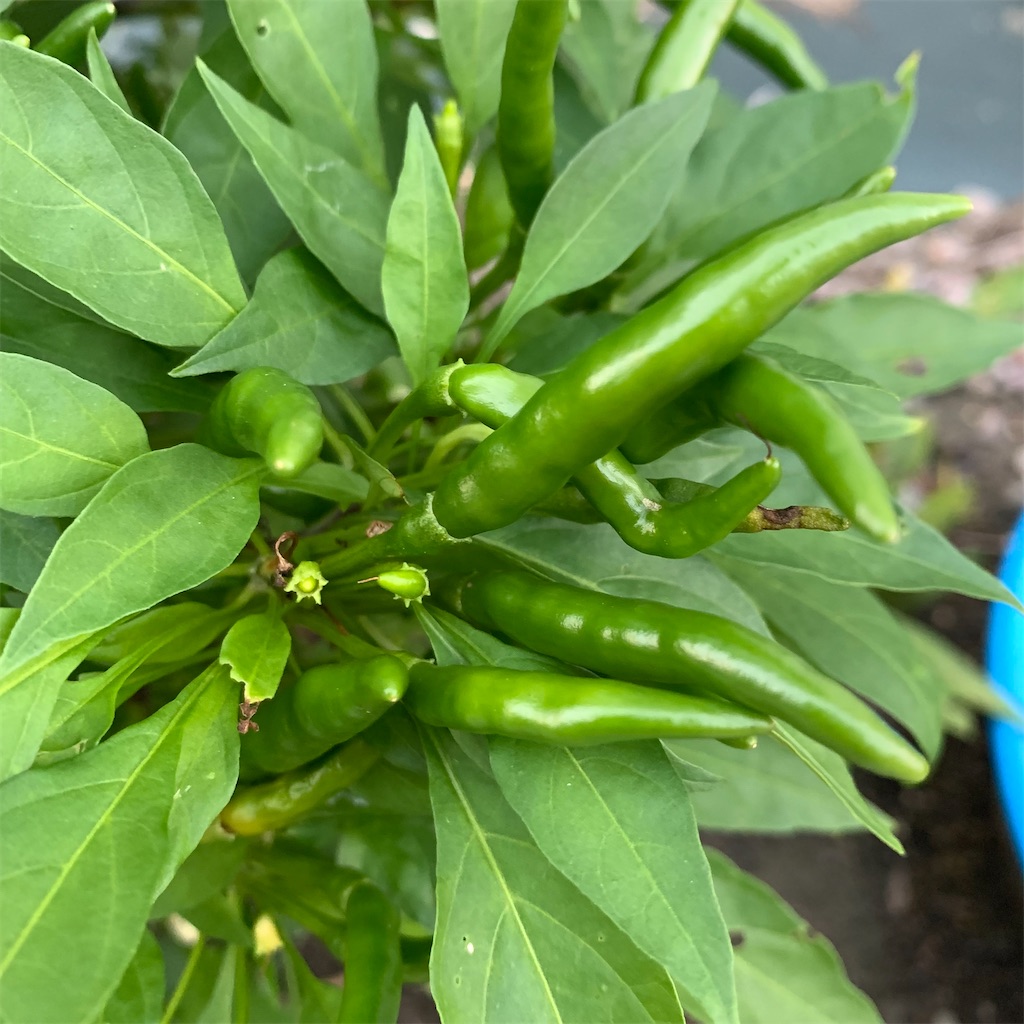 f:id:keikostyle:20210924062707j:image