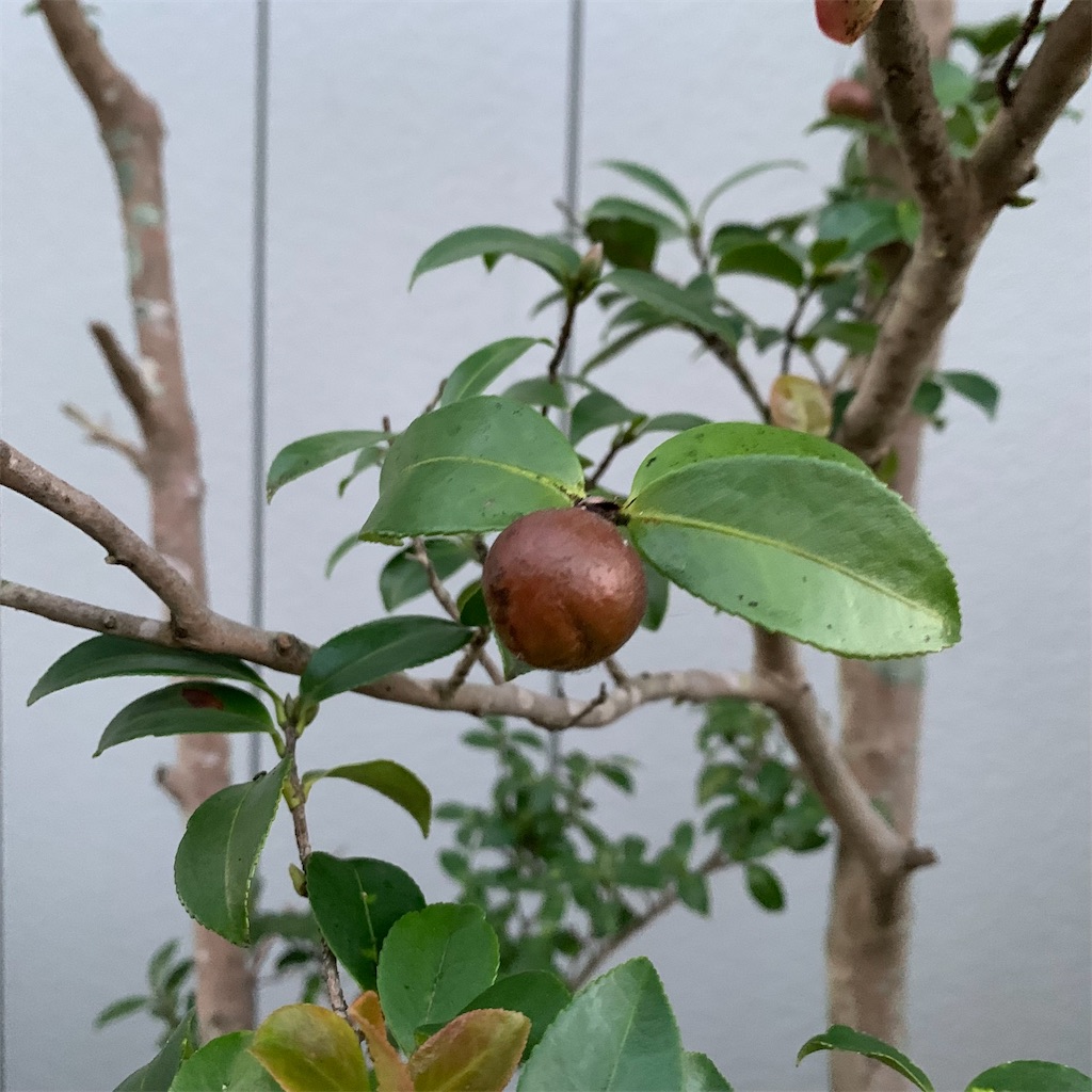 f:id:keikostyle:20210924062715j:image