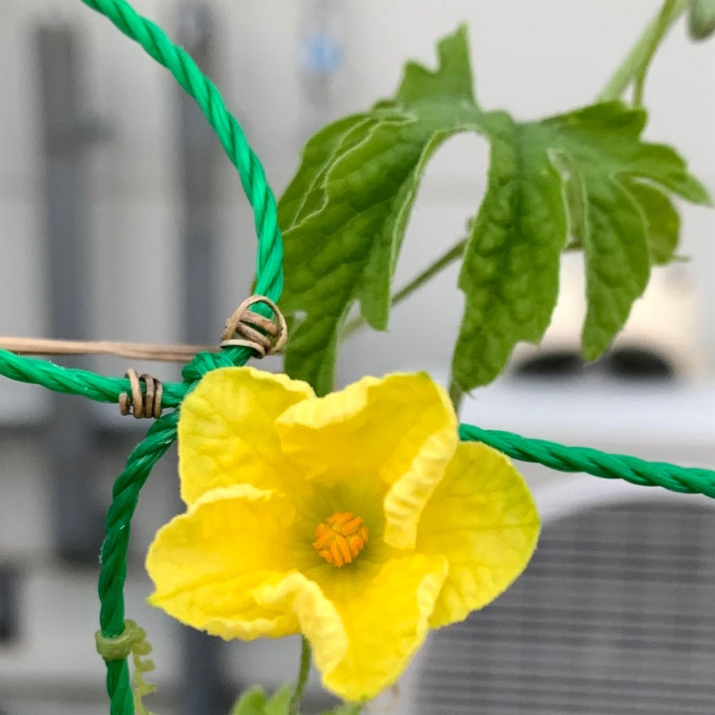 f:id:keikostyle:20210924062723j:image