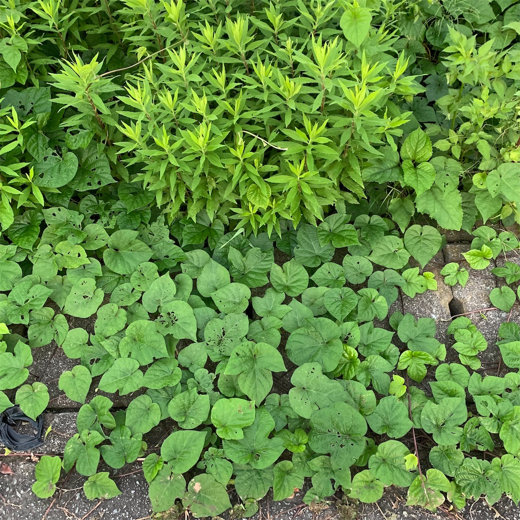 f:id:keikostyle:20210924062822j:image