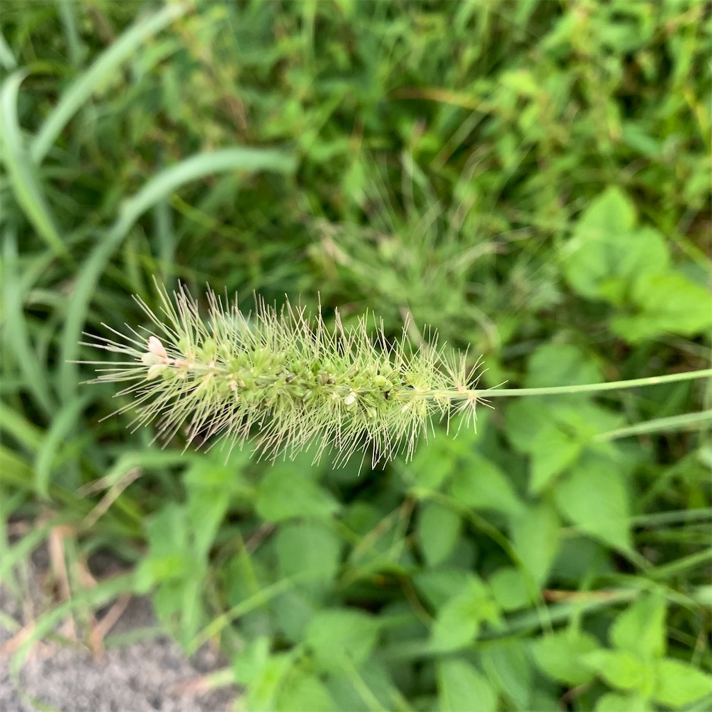 f:id:keikostyle:20210924062825j:image