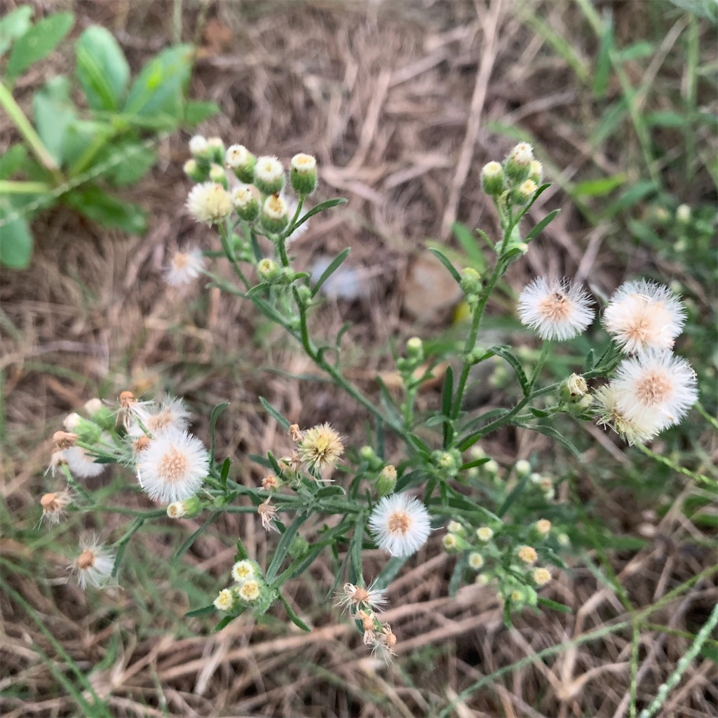 f:id:keikostyle:20210924062830j:image