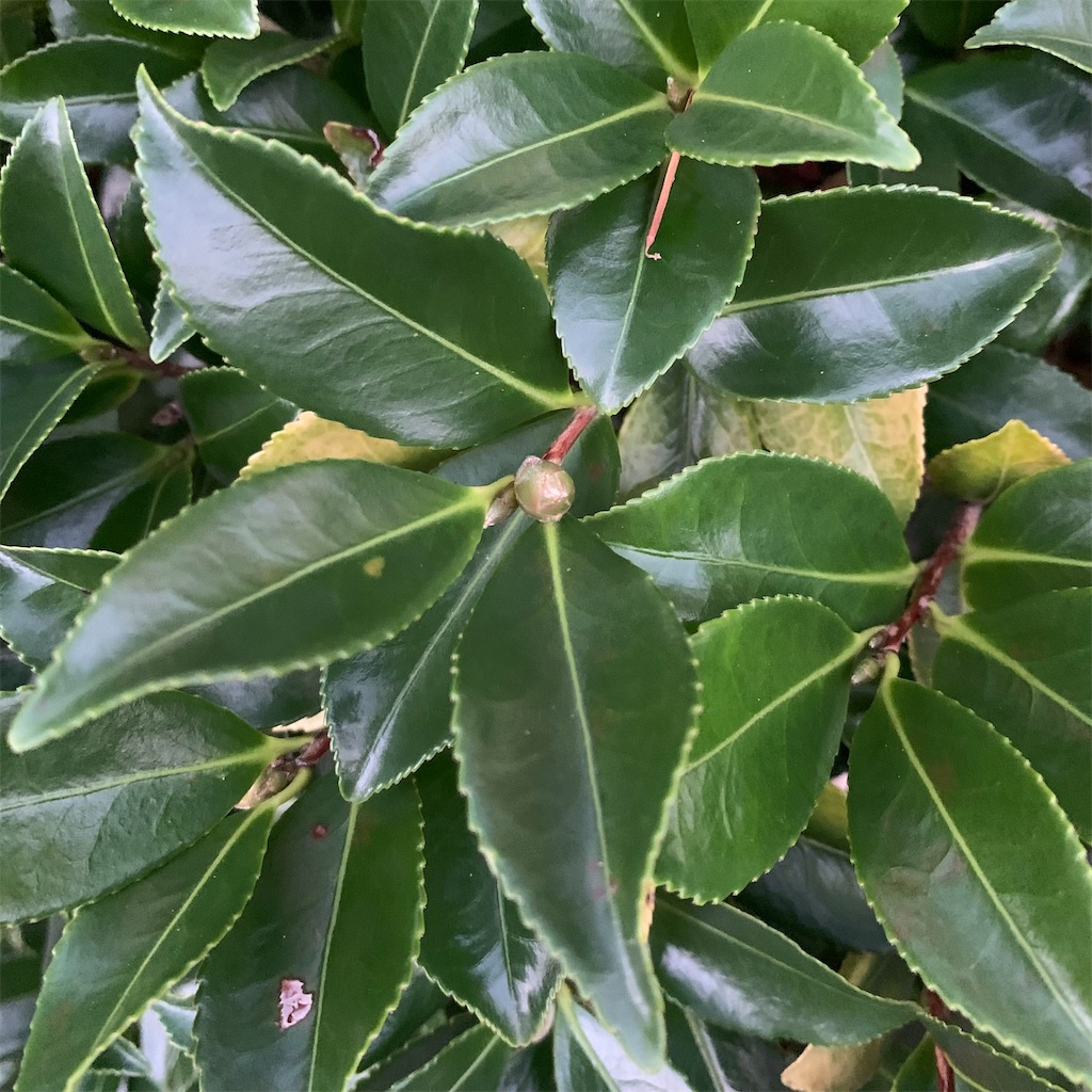 f:id:keikostyle:20210924062835j:image