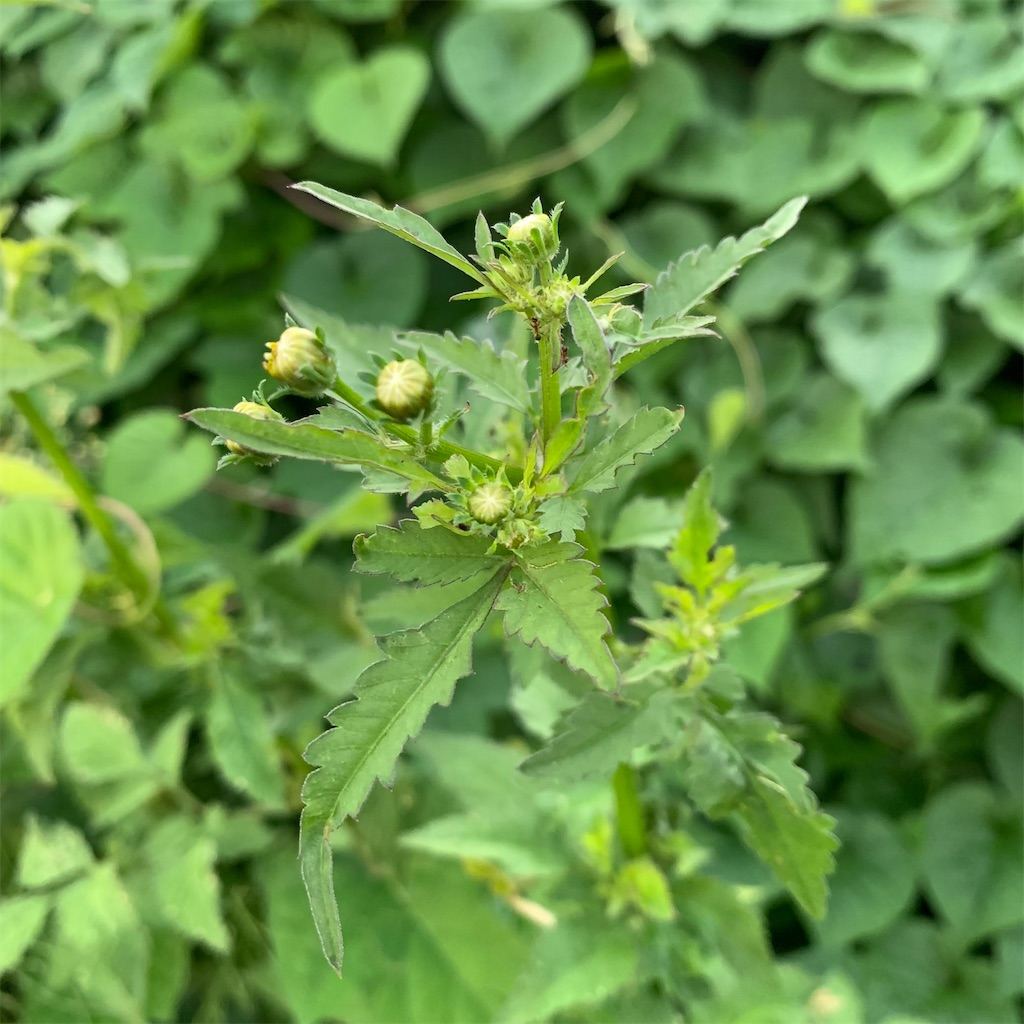 f:id:keikostyle:20210924062843j:image