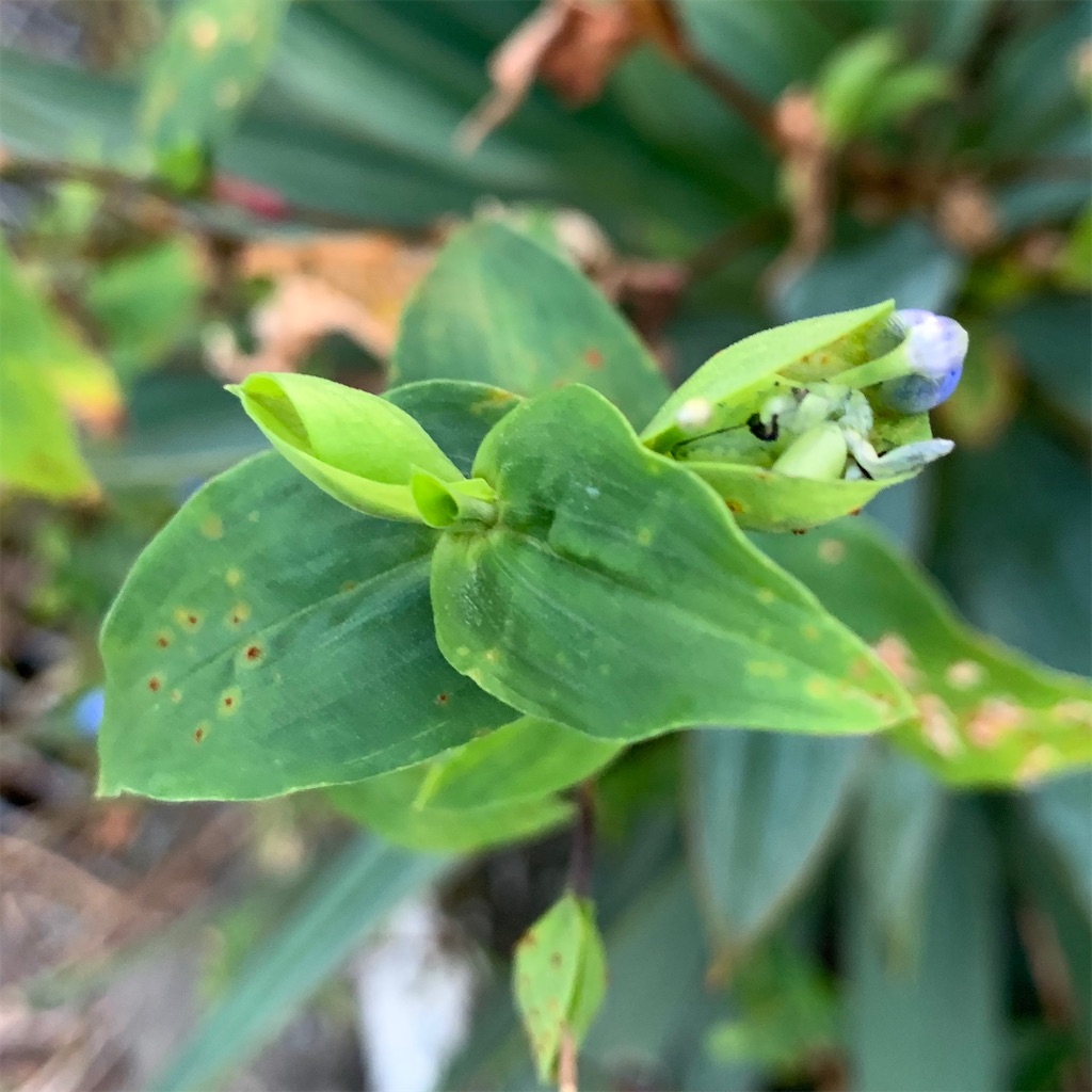 f:id:keikostyle:20210924062845j:image