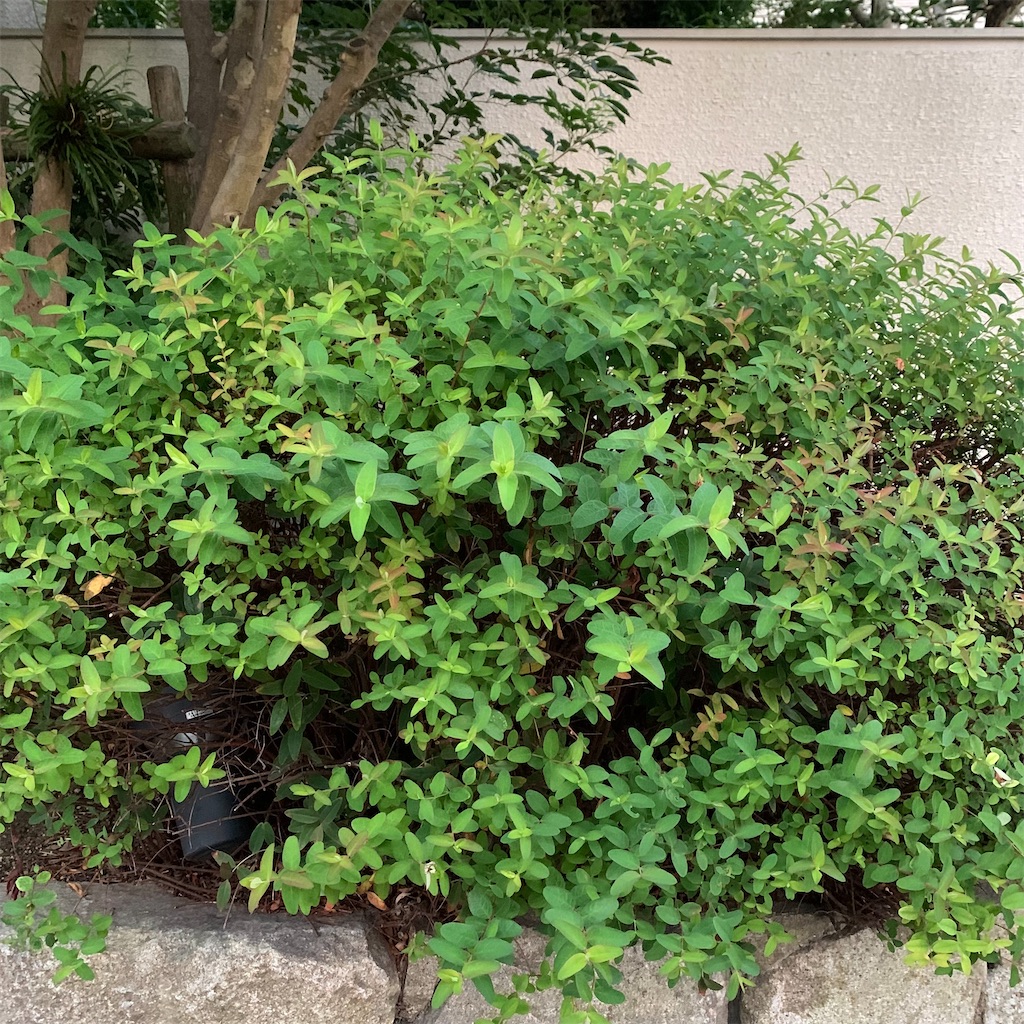 f:id:keikostyle:20210924062848j:image