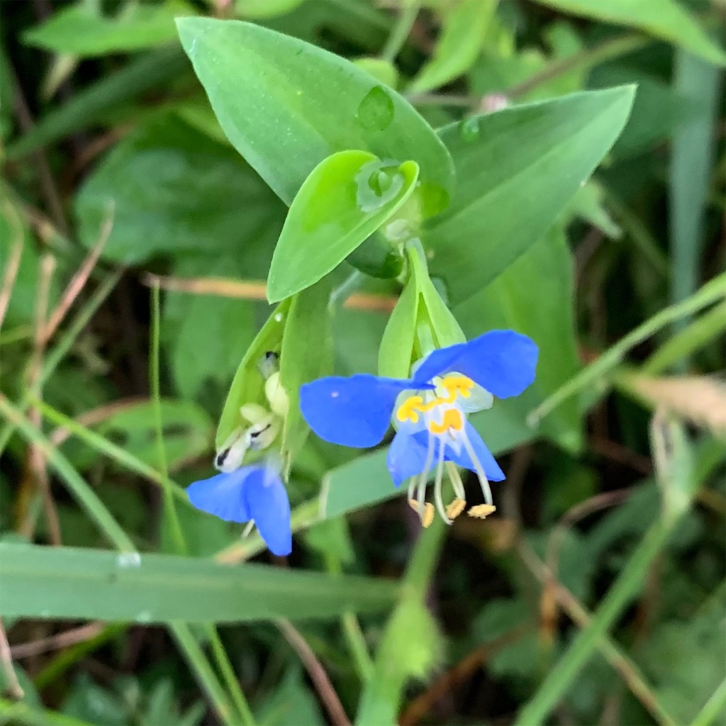 f:id:keikostyle:20210924062856j:image