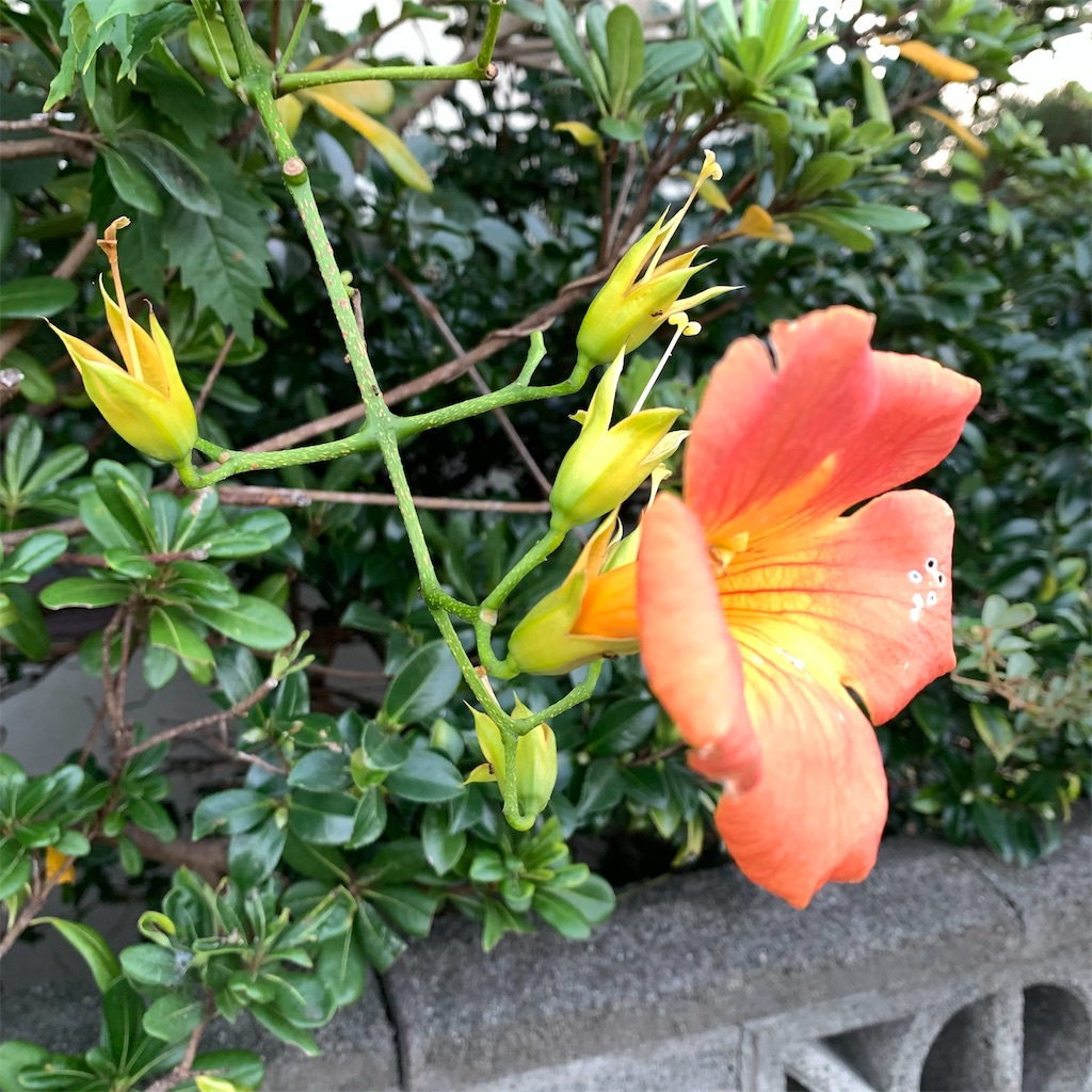 f:id:keikostyle:20210925063111j:image