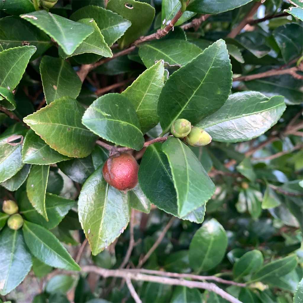 f:id:keikostyle:20210925063128j:image