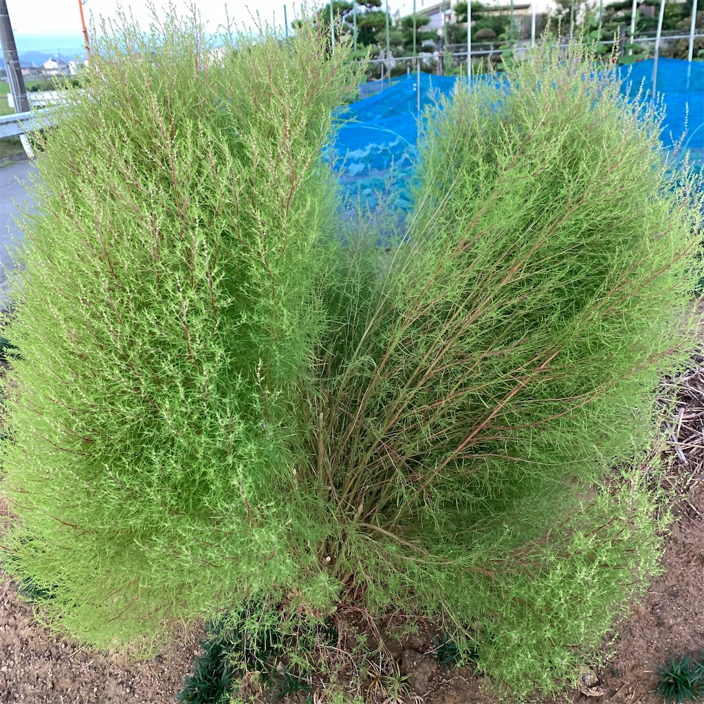 f:id:keikostyle:20210925063135j:image