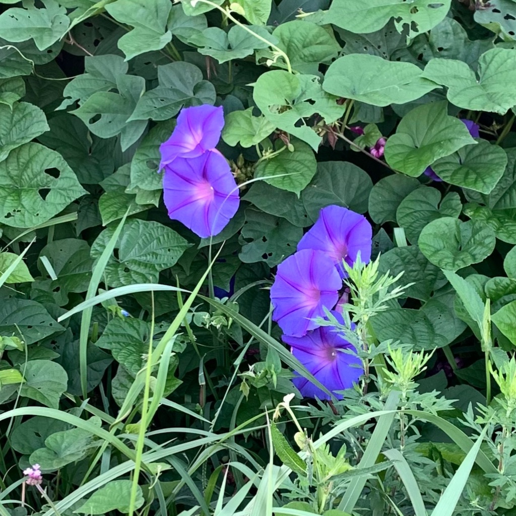 f:id:keikostyle:20210925063138j:image