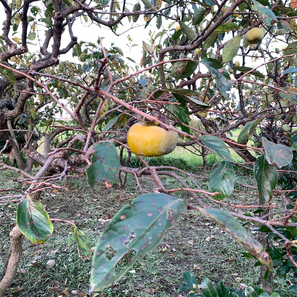 f:id:keikostyle:20210925063205j:image