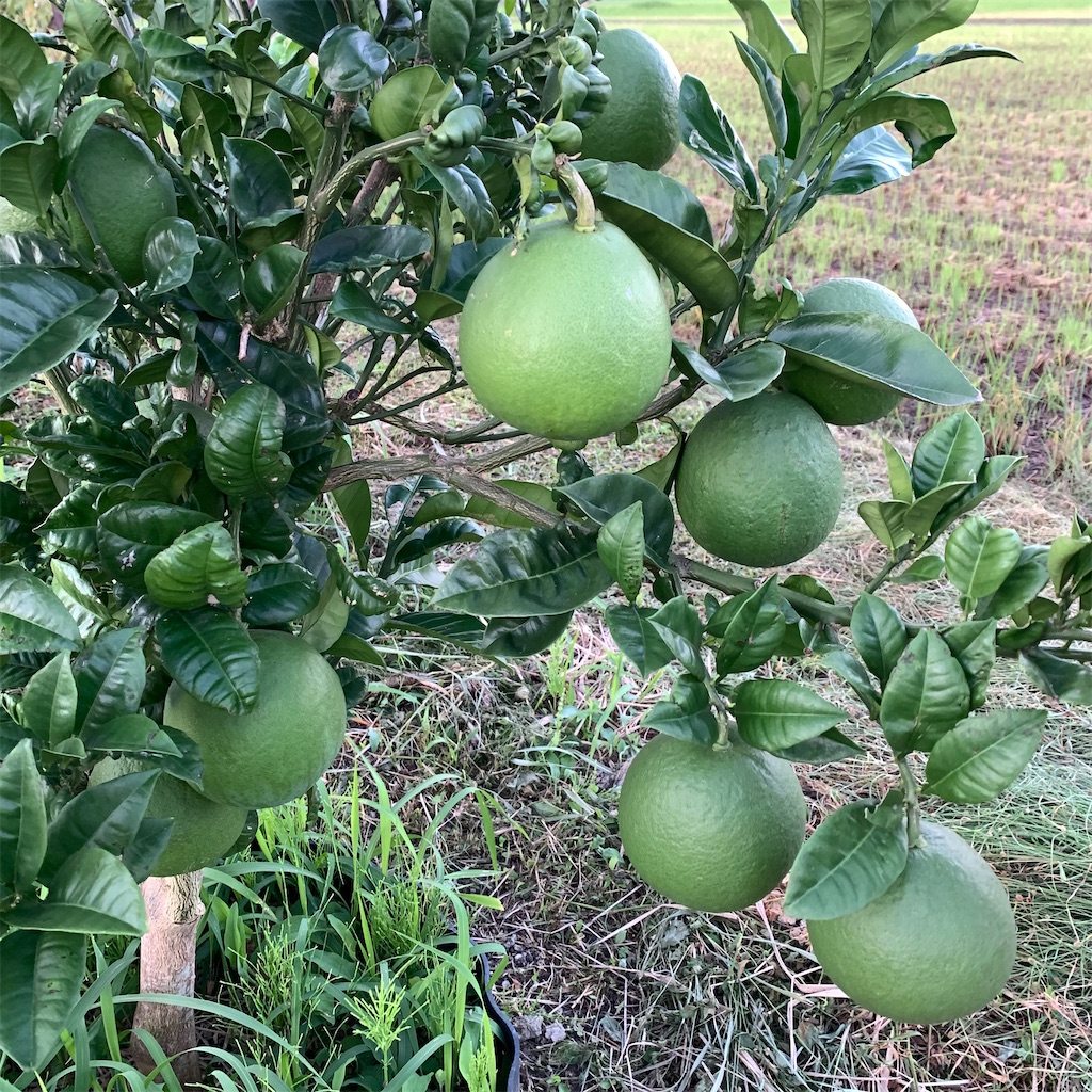 f:id:keikostyle:20210925063225j:image