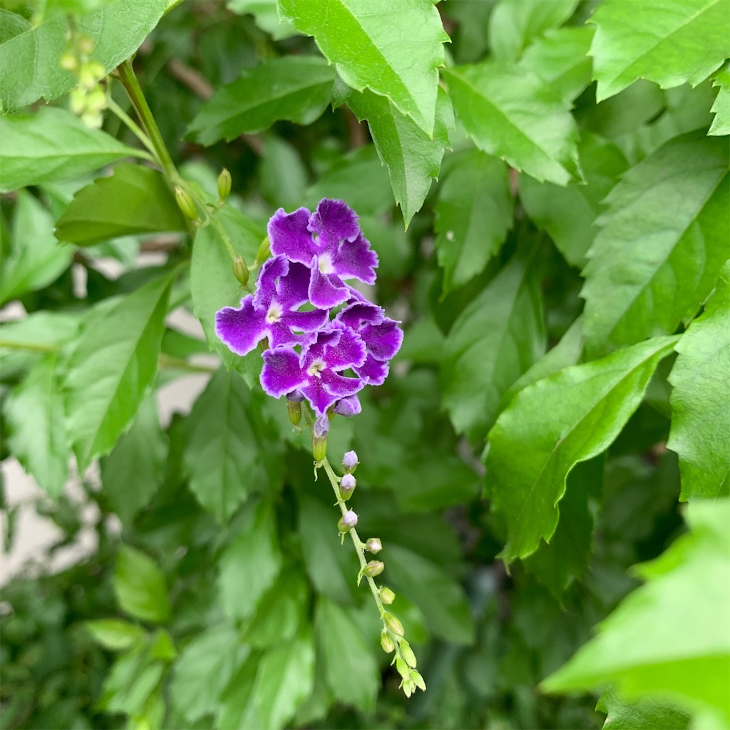f:id:keikostyle:20211009202255j:image