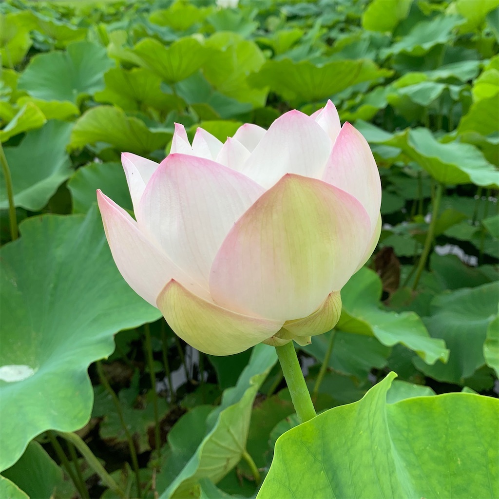 f:id:keikostyle:20211009202355j:image