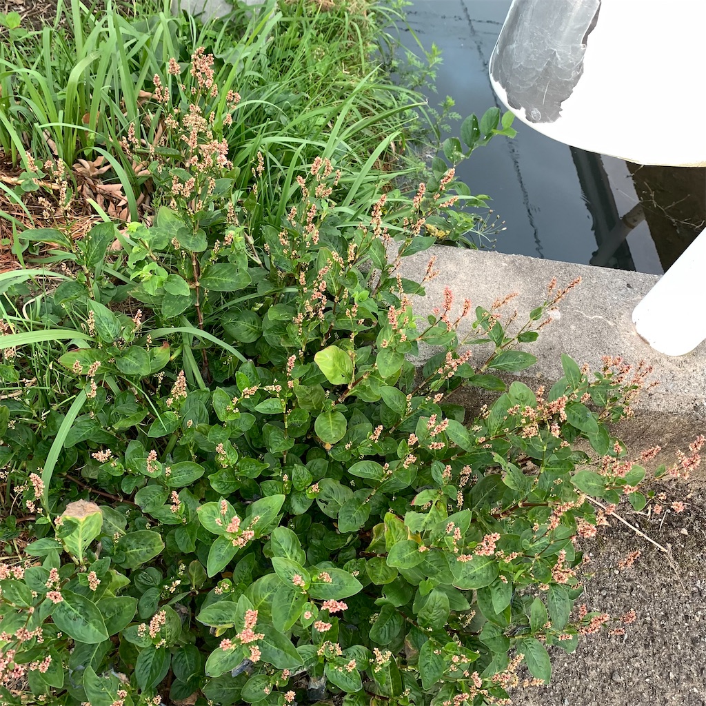 f:id:keikostyle:20211014063655j:image