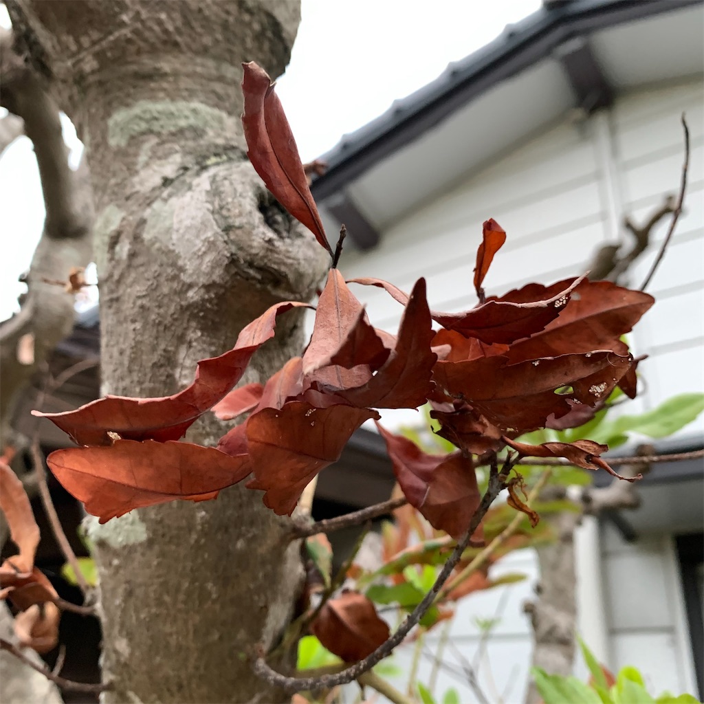 f:id:keikostyle:20211014063715j:image