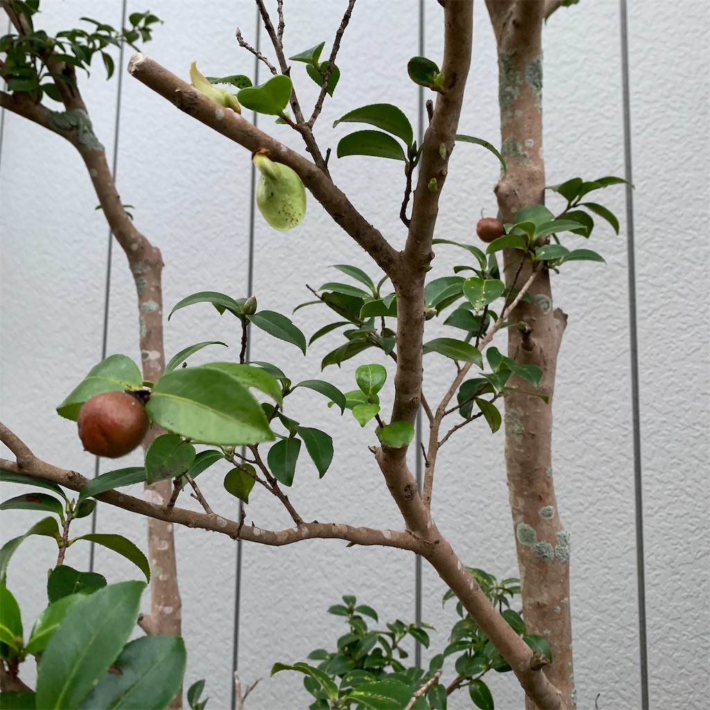 f:id:keikostyle:20211014063725j:image
