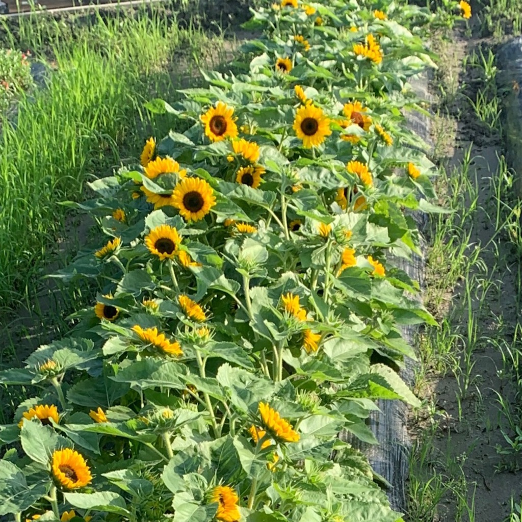f:id:keikostyle:20211021165546j:image