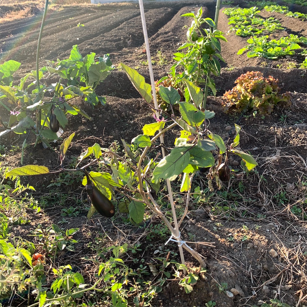 f:id:keikostyle:20211029074001j:image