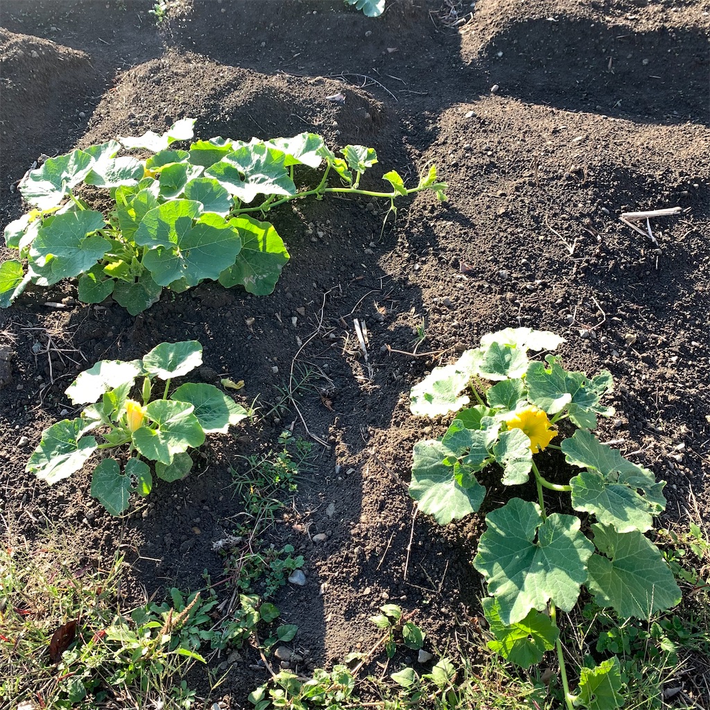 f:id:keikostyle:20211029074004j:image