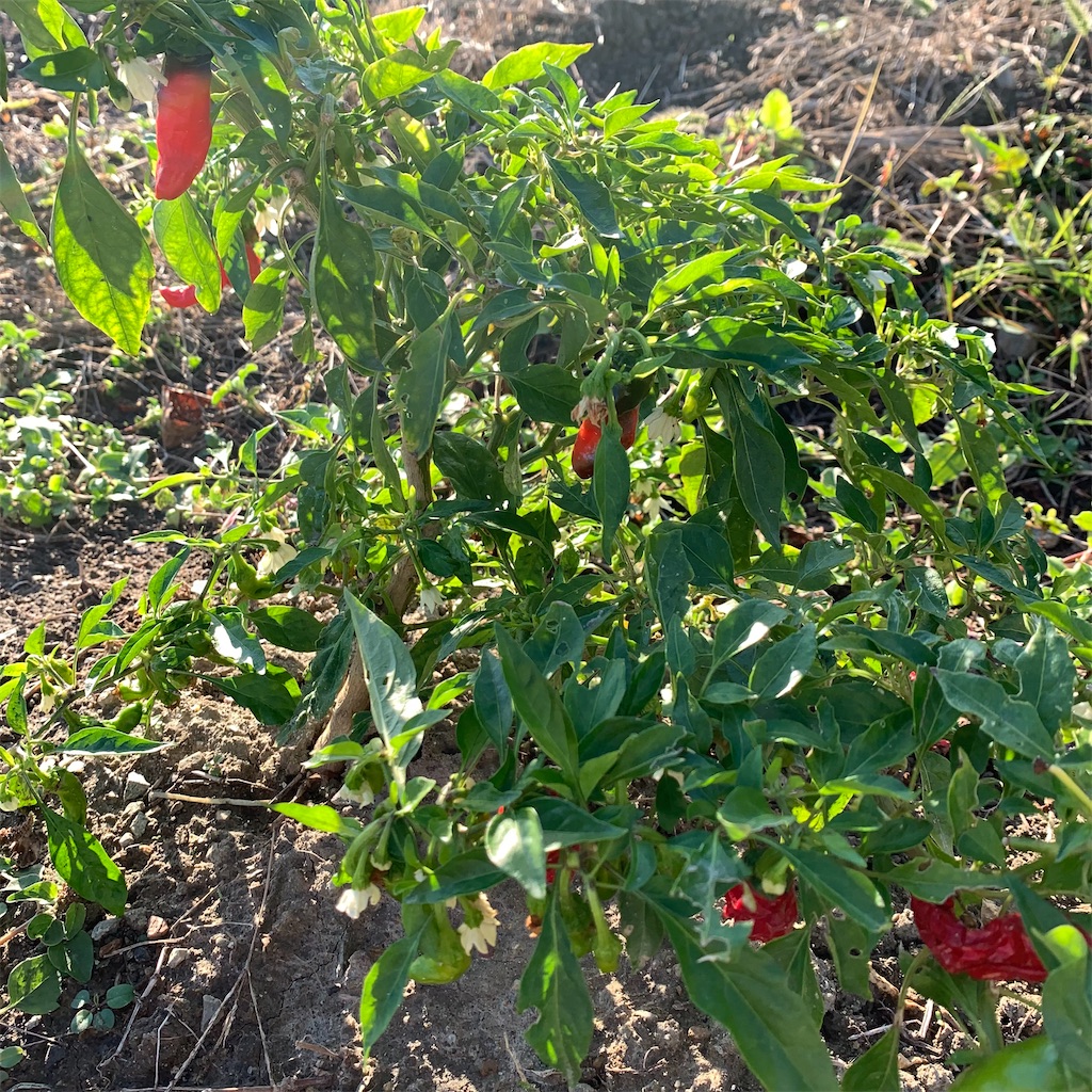 f:id:keikostyle:20211029074009j:image