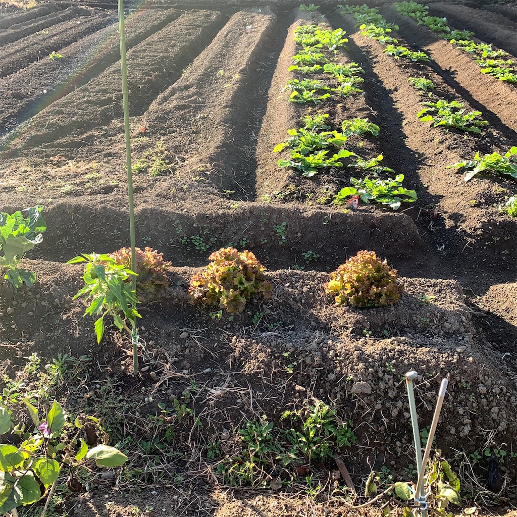 f:id:keikostyle:20211029074014j:image