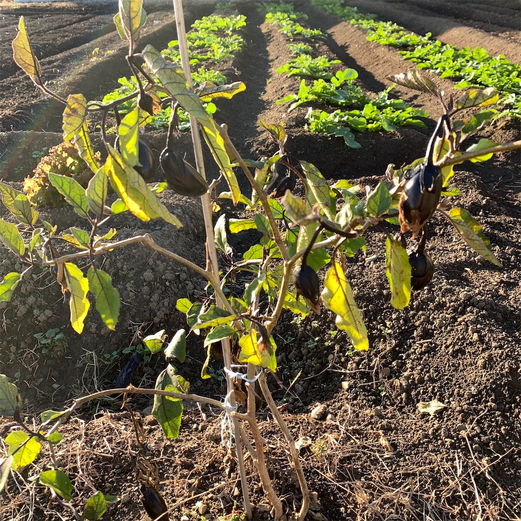 f:id:keikostyle:20211029074017j:image