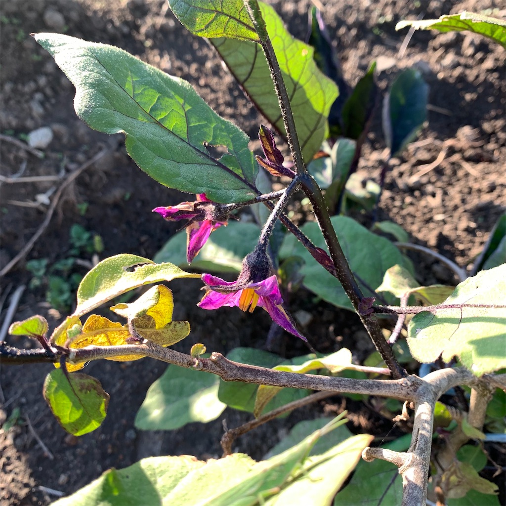 f:id:keikostyle:20211029074028j:image