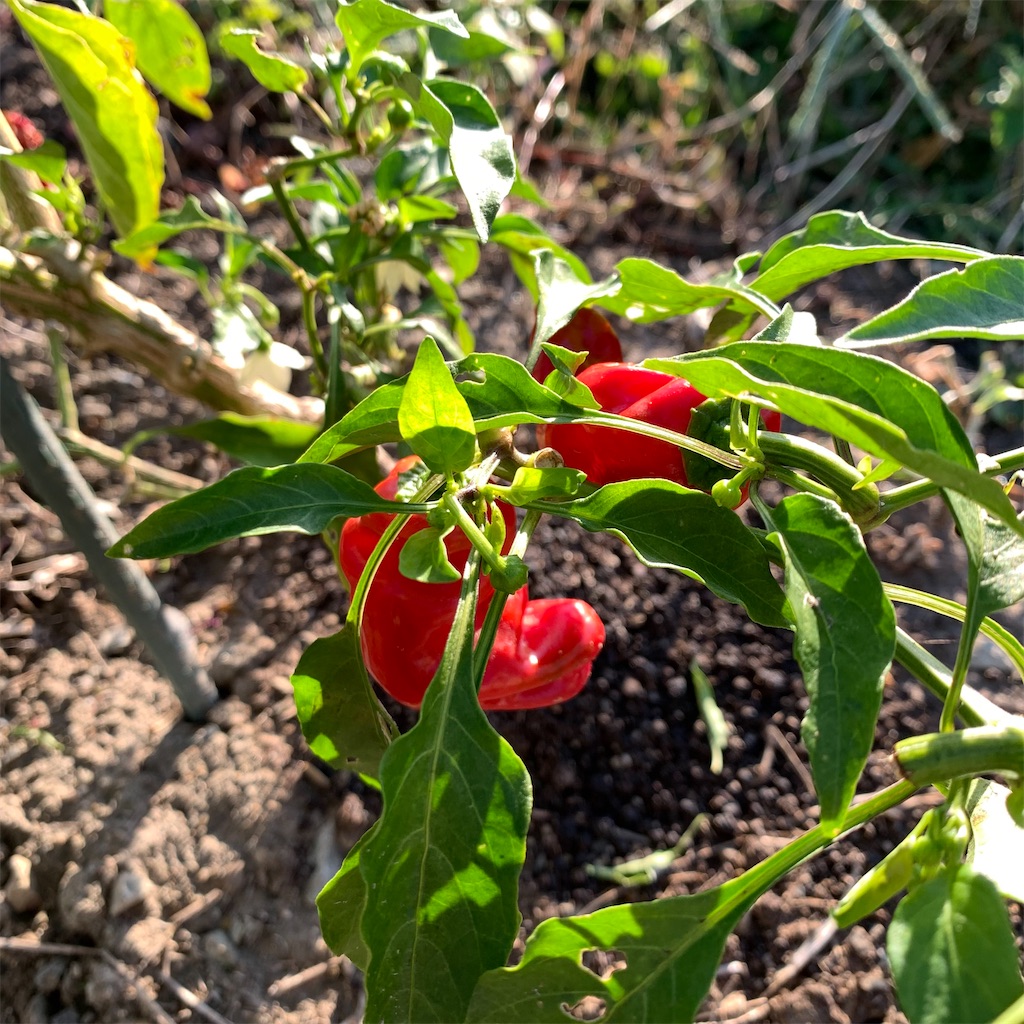 f:id:keikostyle:20211029074031j:image