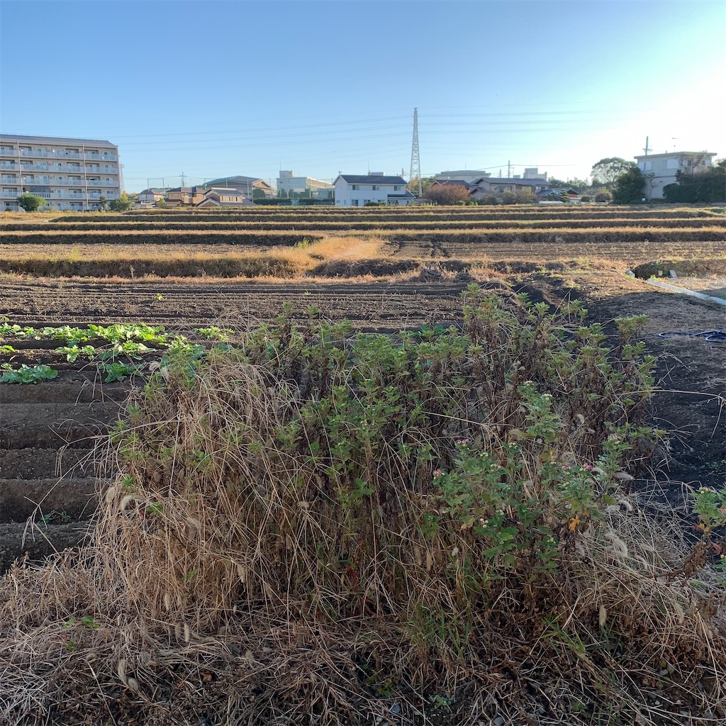 f:id:keikostyle:20211029074036j:image