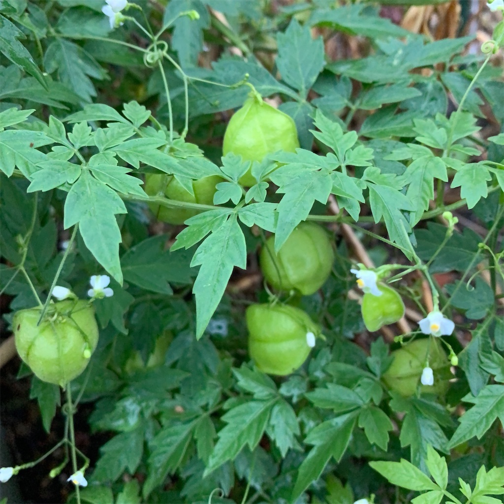 f:id:keikostyle:20211031201055j:image