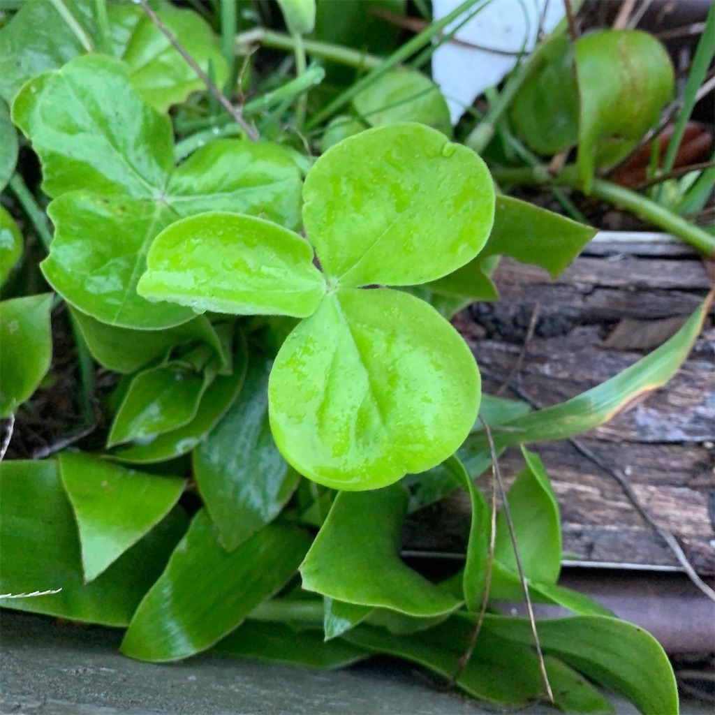 f:id:keikostyle:20211031201102j:image