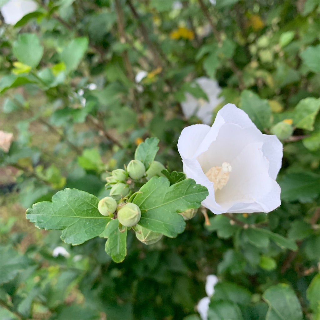 f:id:keikostyle:20211031201116j:image