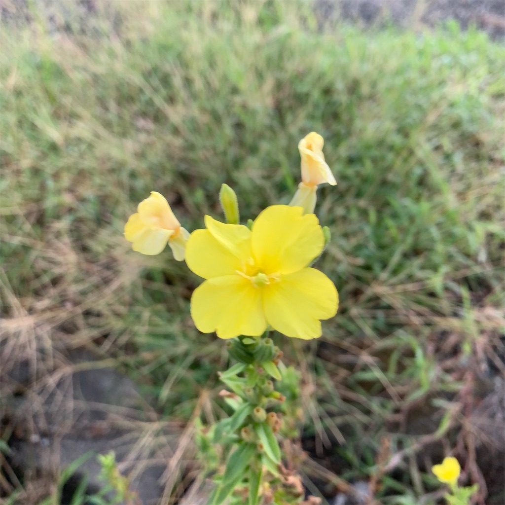 f:id:keikostyle:20211031201122j:image