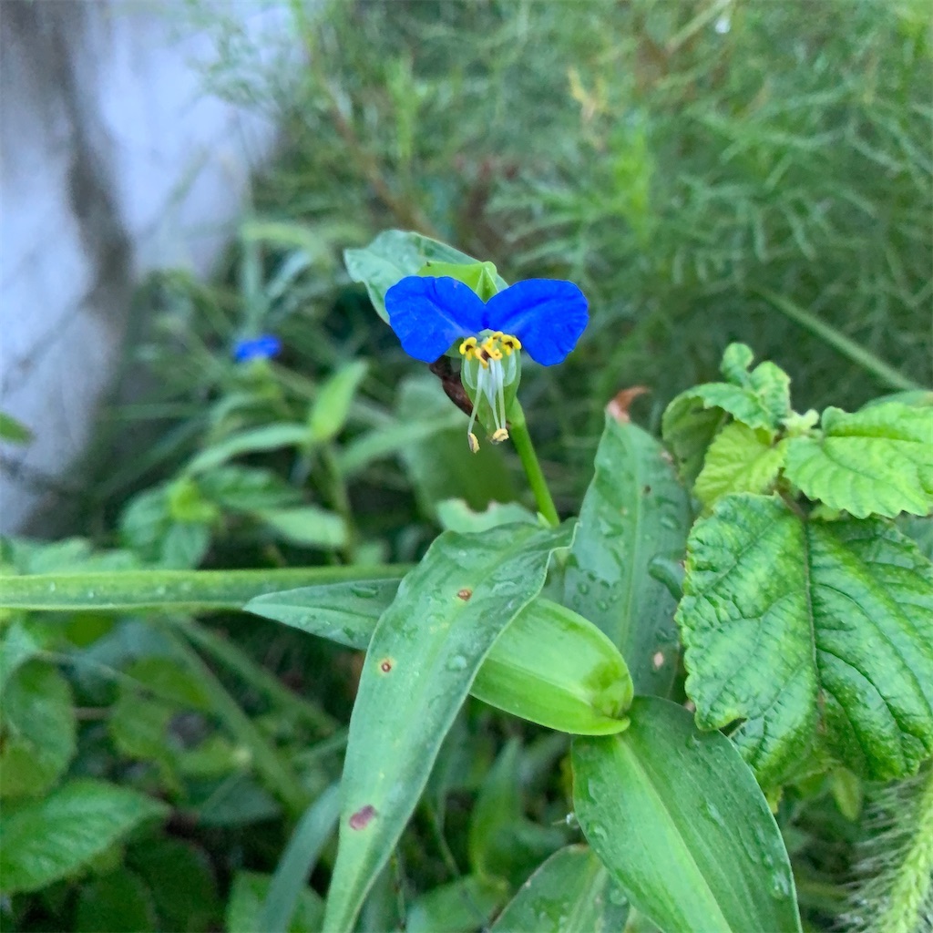 f:id:keikostyle:20211031201124j:image