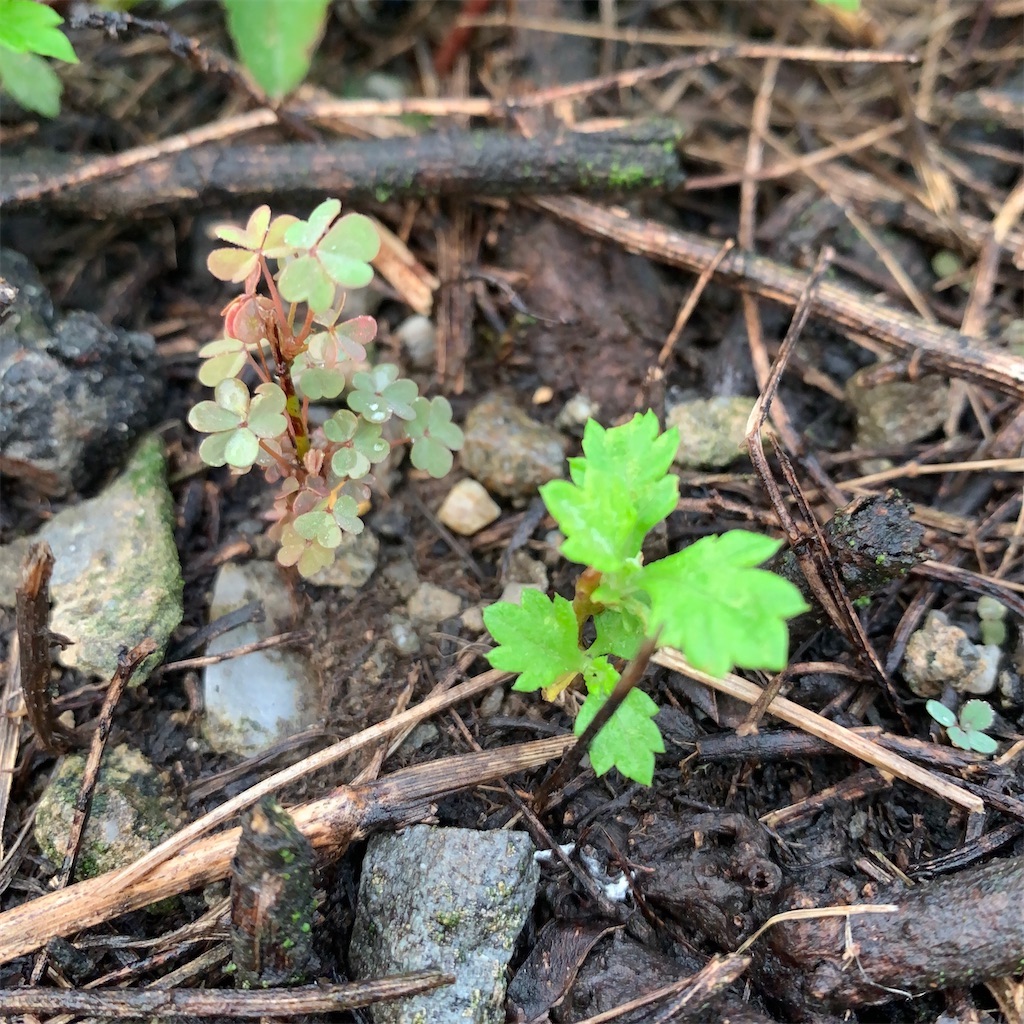 f:id:keikostyle:20211031201133j:image