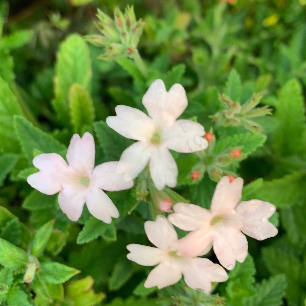 f:id:keikostyle:20211031201139j:image