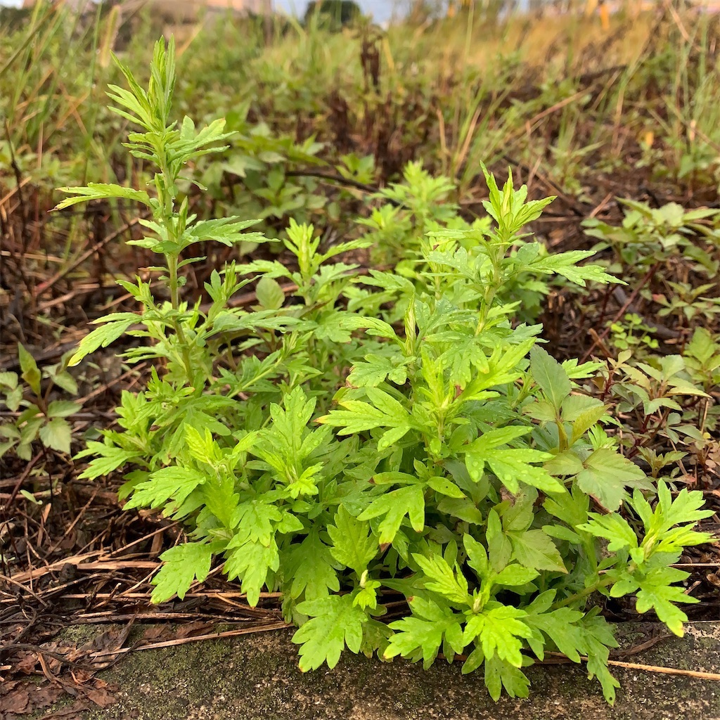 f:id:keikostyle:20211031201144j:image