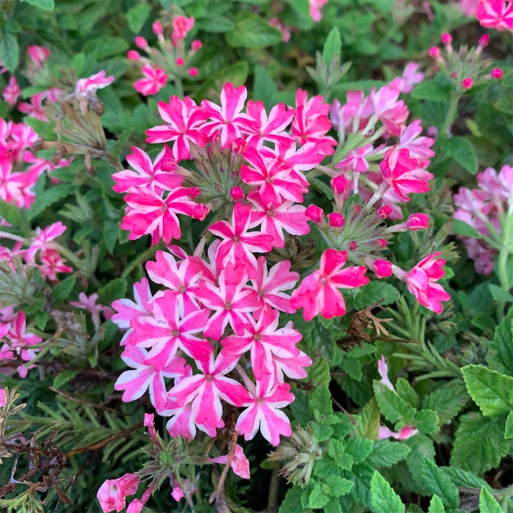 f:id:keikostyle:20211031201152j:image