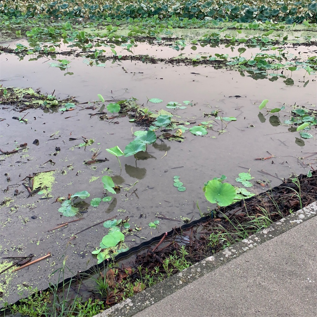 f:id:keikostyle:20211031201158j:image