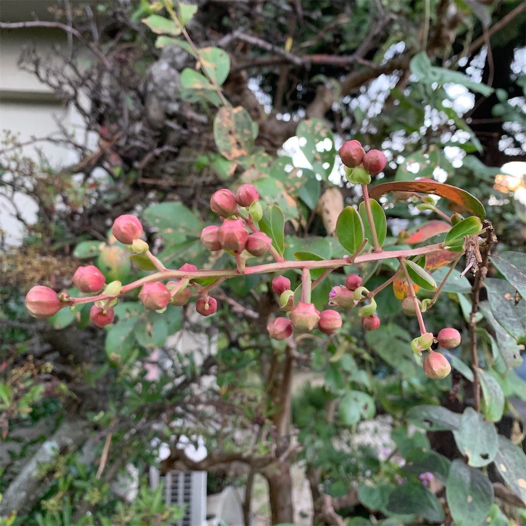 f:id:keikostyle:20211031201202j:image