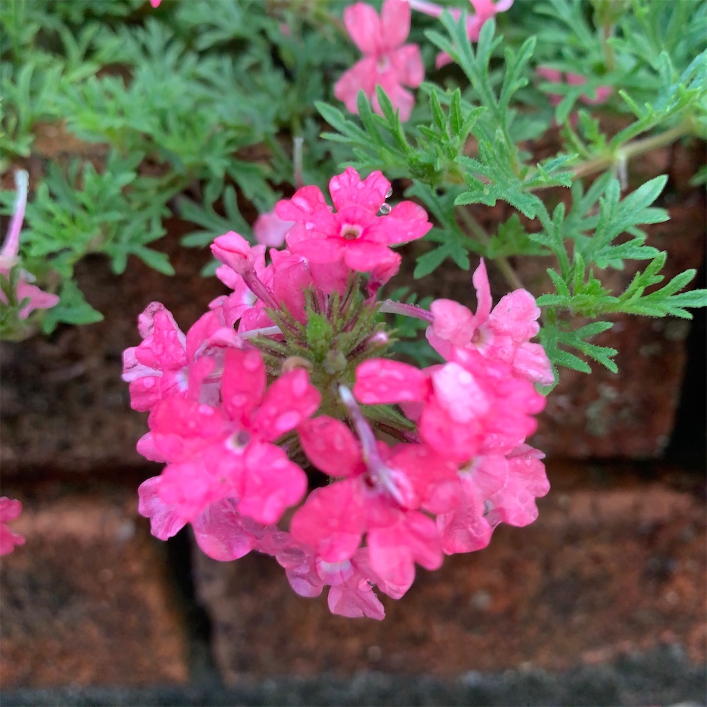 f:id:keikostyle:20211031201205j:image