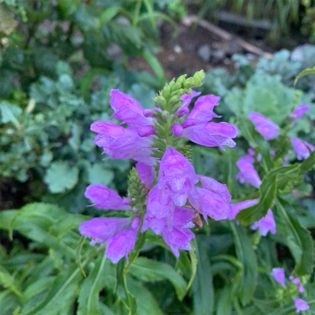 f:id:keikostyle:20211031201208j:image