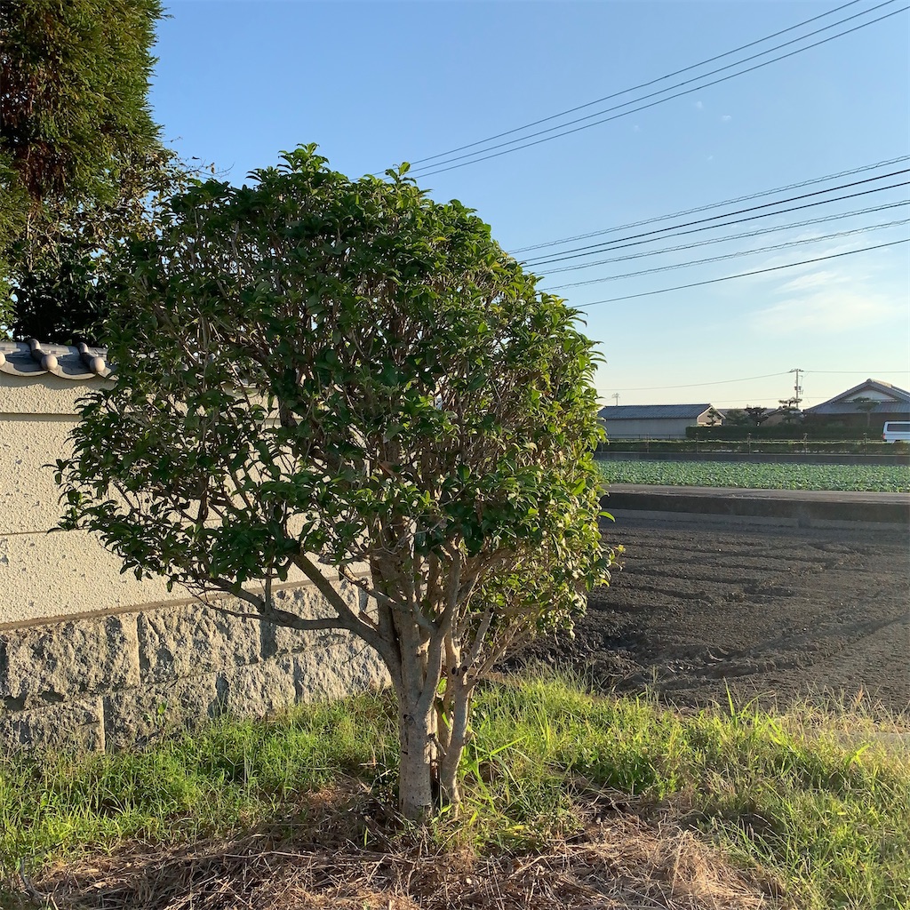 f:id:keikostyle:20211031202245j:image