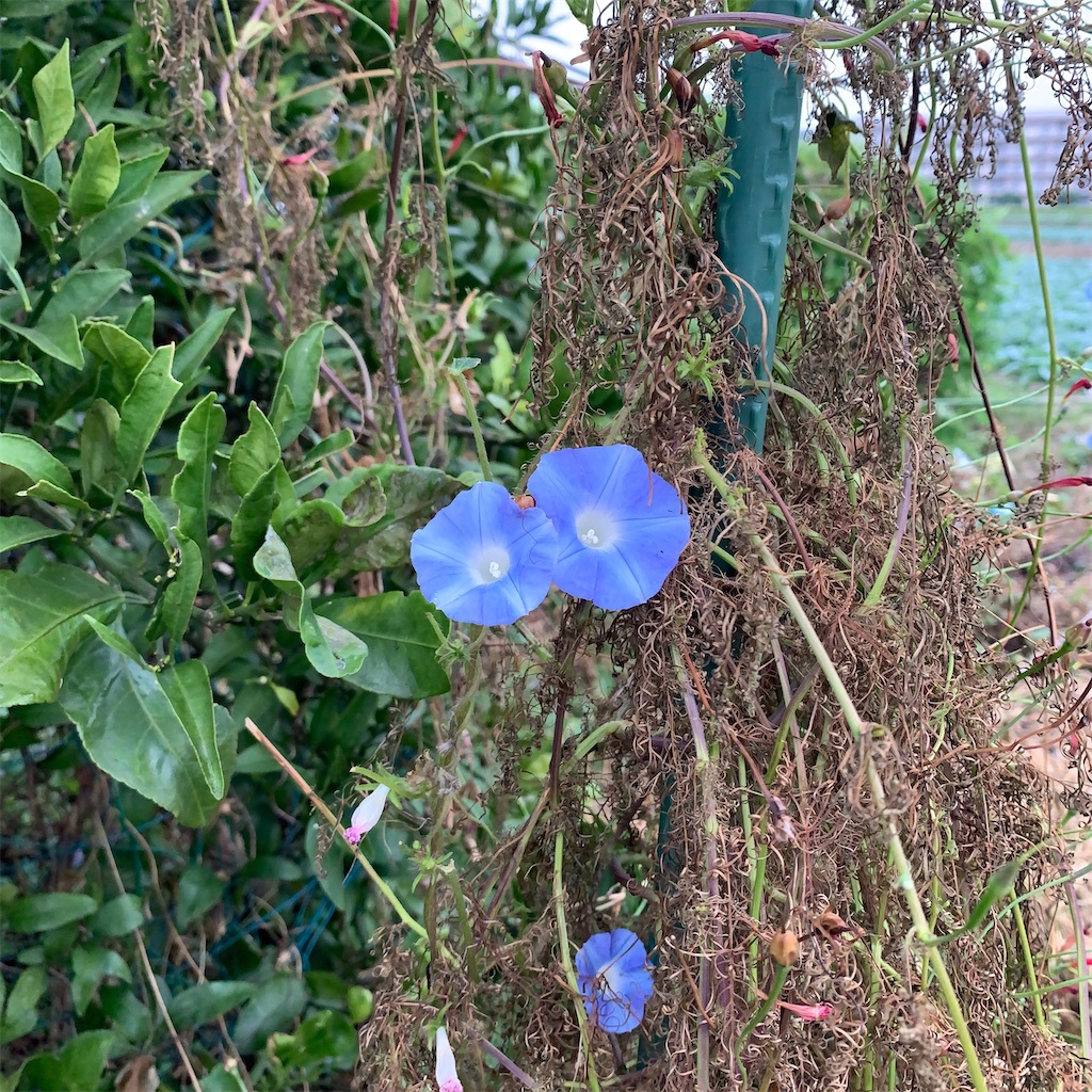 f:id:keikostyle:20211031202304j:image
