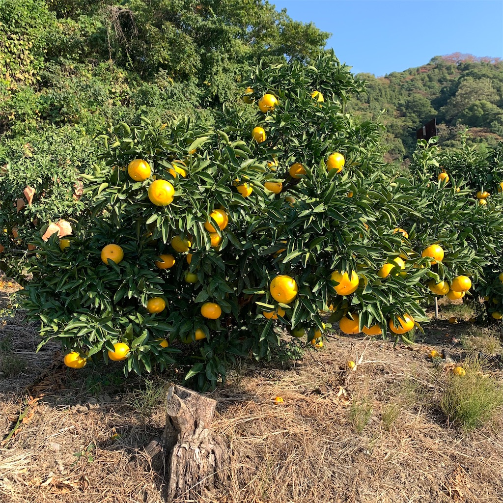 f:id:keikostyle:20211102195421j:image