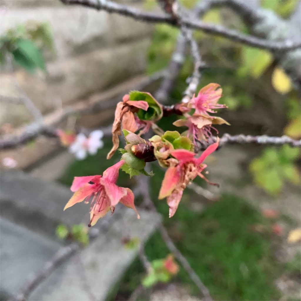 f:id:keikostyle:20211109065405j:image