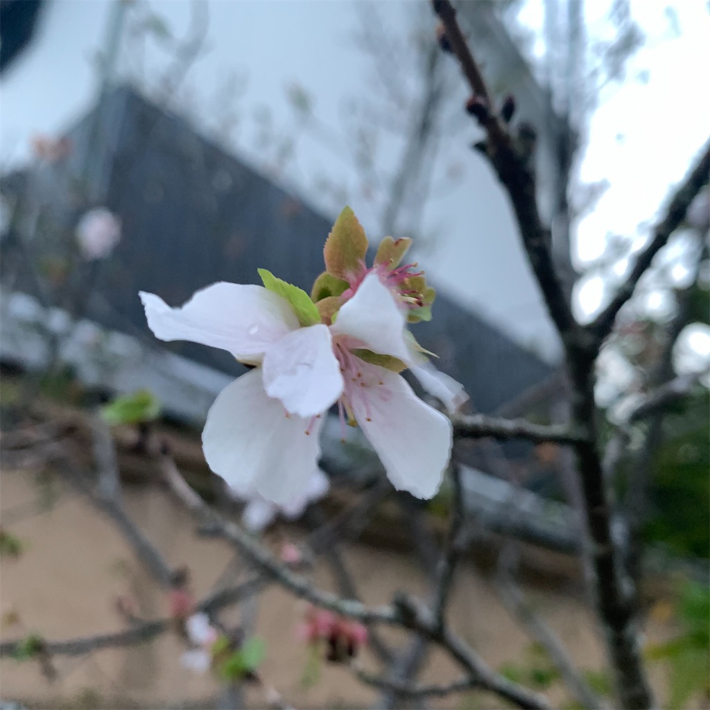 f:id:keikostyle:20211109065431j:image