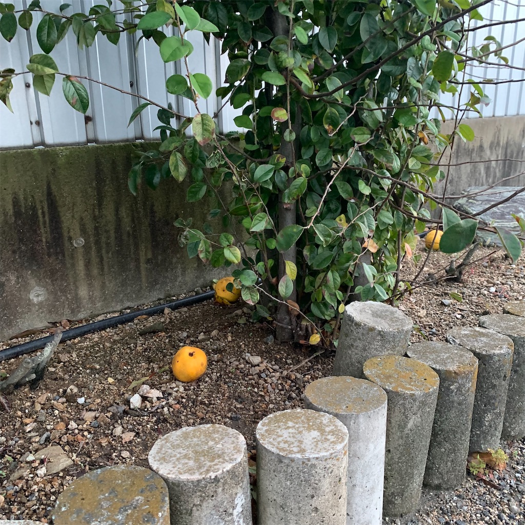 f:id:keikostyle:20211109065443j:image
